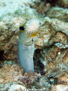 Another yellowhead jawfish cleaning house. by J. Daniel Horovatin 
